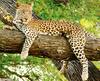 Nashik Leopard : बिबट्यासह इतर वन्यप्राण्यांना माहेरघरीच सासुरवास, वन्यप्राणी उपचार केंद्राच्या प्रतीक्षेत 