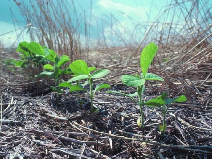 Low Cost Farming: कम हुई खेती की लागत ! बिना जुताई किये खेतों में उगा सकेंगे फसलें, उपज के साथ बढेगा मुनाफा