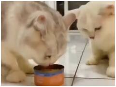 Watch: एक दूसरे के साथ खाना शेयर करती हैं ये बिल्लियां, आप भी देखिए ये क्यूट वीडियो