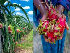 Subsidy Offer: किसानों के लिये सुनहरा मौका! ड्रैगन फ्रूट की खेती के लिये मिलेगी 70,000 की सब्सिडी, इस तरह उठायें लाभ