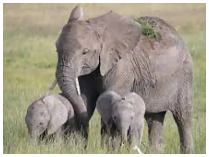 Watch: Twins got Z plus protection from elephant mother, if you are not sure, see it yourself Watch : ਜੁੜਵਾਂ ਬੱਚਿਆਂ ਨੂੰ ਹਾਥੀ ਮਾਂ ਤੋਂ ਮਿਲੀ ਜ਼ੈੱਡ ਪਲੱਸ ਸੁਰੱਖਿਆ, ਯਕੀਨ ਨਹੀਂ ਤਾਂ ਤੁਸੀਂ ਹੀ ਦੇਖੋ