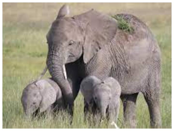 IFS Officer share post of elephant mother with its cute little twins crossing the road like Z plus Security viral video on social media Watch: जुड़वां बच्चों को मिली अपनी हाथी मां से Z Plus Security, नहीं यकीन तो खुद देख लो