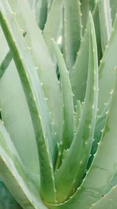 Alo Vera Benefits : कोरफडचे एक, दोन नाही तर आहेत अनेक फायदे