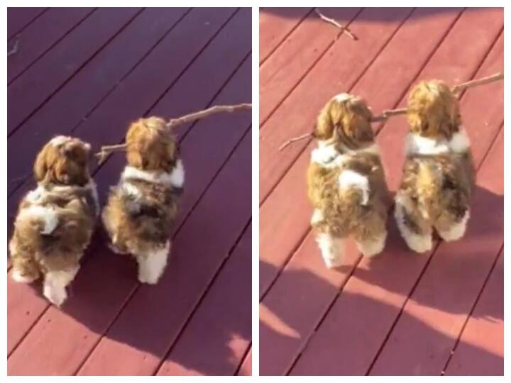 two dogs carrying a branch walking in a same style seems like a branch manager viral funny video on social media Watch: एक छड़ी को पकड़े दो कुत्तों ने चली ऐसी चाल, यूजर्स बोले- Branch Manager