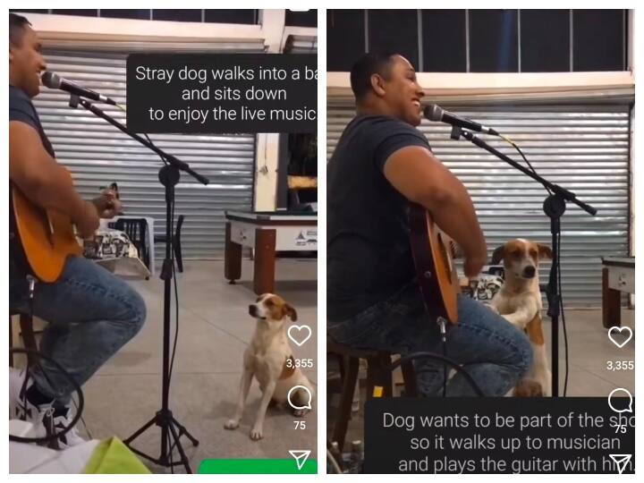 dog enjoying live music while playing guitar too amazed netizens viral video on social media Viral Video: आवारा कुत्ता पहुंच जाता है Bar में, फिर लाइव म्यूजिक के बीच करता है ये अजीबोगरीब काम
