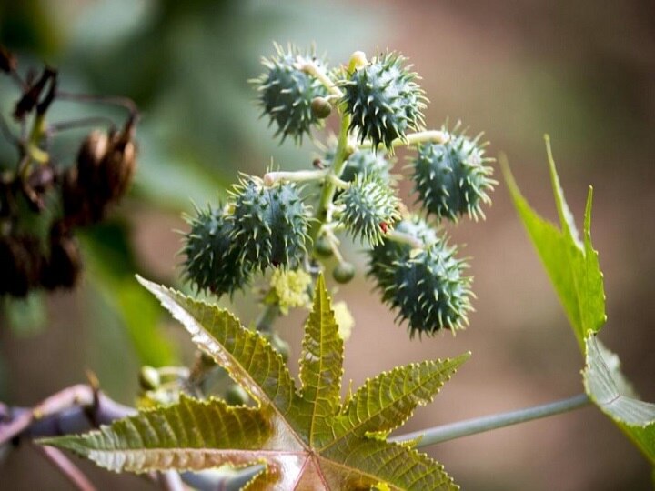 Castor Farming: संजीवनी समान है अरंडी का तेल, लाखों कमाने के लिये अपनायें खेती का ये खास तरीका