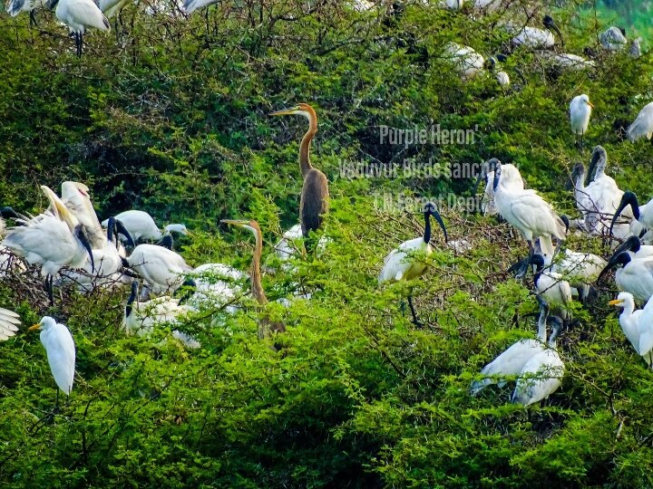 Ramsar recognition : ‘தமிழ்நாட்டில் மேலும் 4 இடங்களுக்கு ராம்சார் சர்வதேச அங்கீகாரம்’ எந்தெந்த இடங்கள் தெரியுமா..?