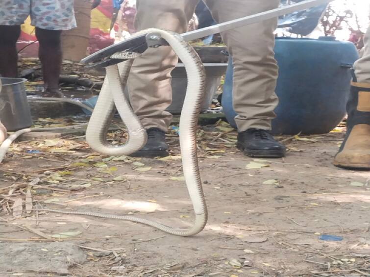 fire department rescued the 10 feet long snake that entered the residential area at nagapattinam TNN நாகூர் அருகே குடியிருப்பு பகுதியில் புகுந்த 10 அடி நீள சாரைப்பாம்பு -  அச்சத்தில் மக்கள்