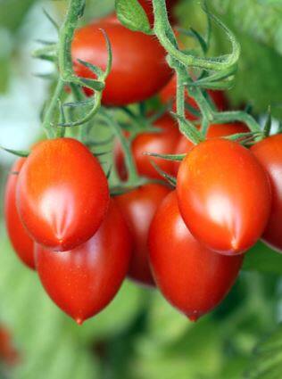 टोमॅटोच्या किंमतीत 50 टक्क्यांची वाढ