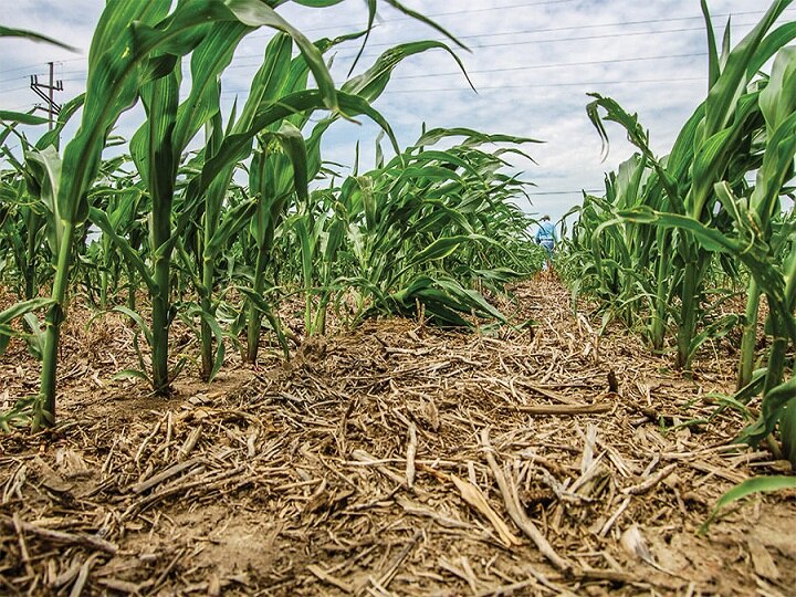 Low Cost Farming: कम हुई खेती की लागत ! बिना जुताई किये खेतों में उगा सकेंगे फसलें, उपज के साथ बढेगा मुनाफा