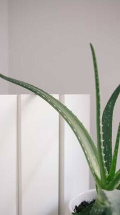 Alo Vera Benefits : कोरफडचे एक, दोन नाही तर आहेत अनेक फायदे