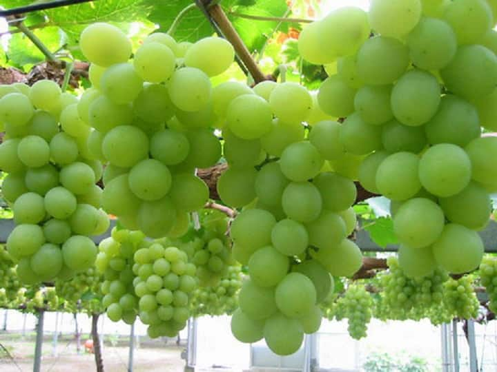 maharashtra nashik news Export of 200 tonnes of grapes from Nashik district Nashik Grapes : 170 टन नेदरलँड, तर 30 टन लॅटव्हिया, स्वीडनला, एकट्या नाशिक जिल्ह्यातून 90 टक्के द्राक्षांची निर्यात 