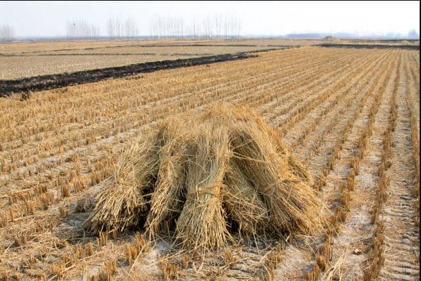 Punjab News: Use of straw instead of coal as fuel should be promoted as technological solutions ਬਾਲਣ ਵਜੋਂ ਕੋਲੇ ਦੀ ਥਾਂ ਪਰਾਲੀ ਦੀ ਵਰਤੋਂ ਦੇਤਕਨੀਕੀ ਹੱਲਾਂ ਨੂੰ ਉਤਸ਼ਾਹਤ ਕੀਤਾ ਜਾਵੇ: ਮੀਤ ਹੇਅਰ