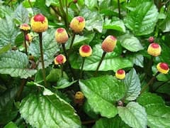 Akarkara Farming: ये खेती करके सिर्फ 6 महीने में कमा सकते हैं 4 लाख, आयुर्वेद में काफी बढ़ रही है डिमांड