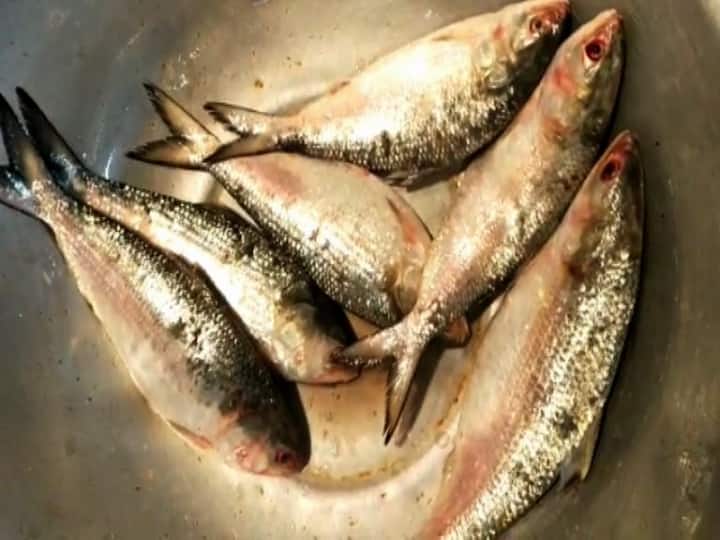 নাম শুনেই তো জিভে জল এসে গেল। আজ শিখে নেওয়া যাক দুর্দান্ত স্বাদের মালাই ইলিশ (Malai Ilish Recipe) বানানোর সহজ পদ্ধতি।