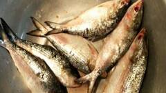 Hilsa Recipe: ইলিশের জিভে জল আনা রেসিপি, শিখে নিন সহজে
