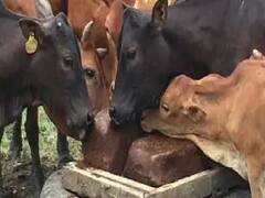 Chocolate for Animals: अजब-गजब! ये वाली चॉकलेट खाकर बाल्टीभर दूध देंगी गाय-भैंस, मवेशियों की भूख के साथ बढेगी दूध की क्वालिटी