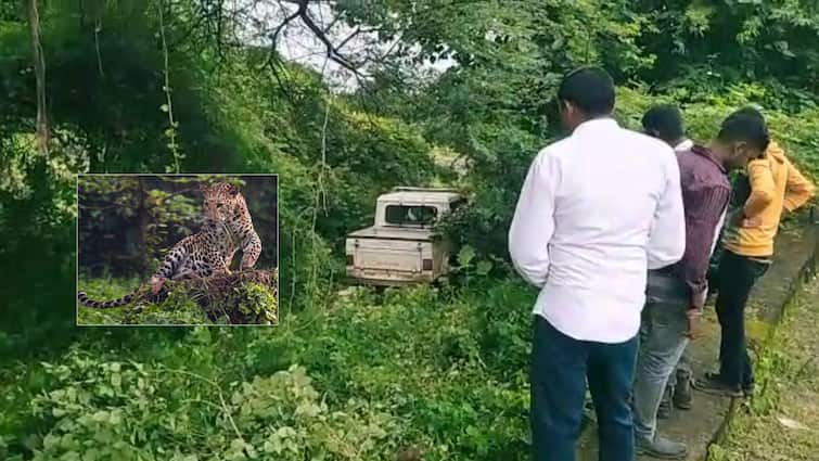 Junagadh : hunters try to hunt leopard in Visavadar Junagadh : વિસાવદરમાં ઝાળમાં ફસાવી દીપડાના શિકારનો પ્રયાસ, વન વિભાગને પડી ખબર ને પછી....