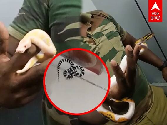 Snake, Monkey Smuggling: கடத்தப்பட்ட பாம்புகள், குரங்கு, ஆமைகள்.. சென்னை விமான நிலையத்தில் பரபரப்பு