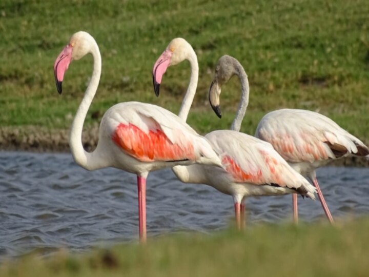 Ramsar recognition : ‘தமிழ்நாட்டில் மேலும் 4 இடங்களுக்கு ராம்சார் சர்வதேச அங்கீகாரம்’ எந்தெந்த இடங்கள் தெரியுமா..?