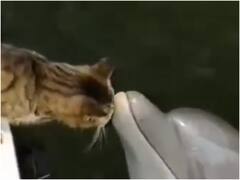 Trending Video: Dolphin और Cat का शानदार वीडियो वायरल, एक दूसरे को Kiss करते दिखे दोनों