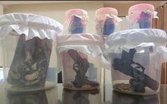 ਆਜ਼ਾਦੀ ਦਿਹਾੜੇ ਤੋਂ ਪਹਿਲਾਂ ਪੰਜਾਬ ਪੁਲਿਸ ਦੀ ਵੱਡੀ ਕਾਰਵਾਈ, ਦਿੱਲੀ 'ਚੋਂ ਅਸਲੇ ਸਣੇ ਚਾਰ ਗ੍ਰਿਫਤਾਰ