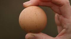 50 ਹਜ਼ਾਰ ਰੁਪਏ ਦਾ ਮੁਰਗੀ ਦਾ ਆਂਡਾ, ਜਾਣੋ ਕੀ ਹੈ ਖ਼ਾਸ?