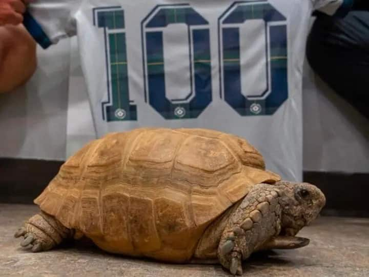 lettuce king oldest alive gopher tortoise completed 100 years canada museum celebrating occasion viral pictures marathi news Viral Tortoise : या कासवाने पूर्ण केली तब्बल 100 वर्ष; कॅनडा म्युझियममध्ये जल्लोषात साजरा होतोय वाढदिवस; पाहा फोटो