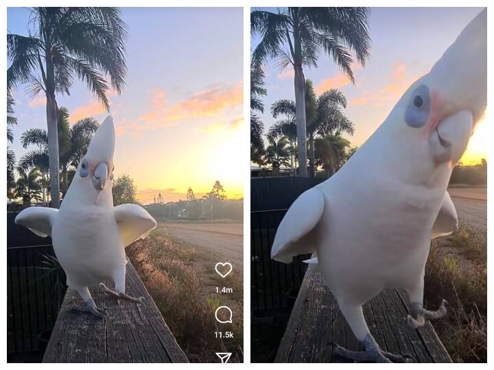 cockatoo parrot doing ramp walk with swag on perfect music amazed netizens viral video on social media Watch: तोते की रैंपवॉक देखकर आप भी हो जायेंगे इसके दीवाने, मस्त म्यूजिक ने डाली वीडियो में जान