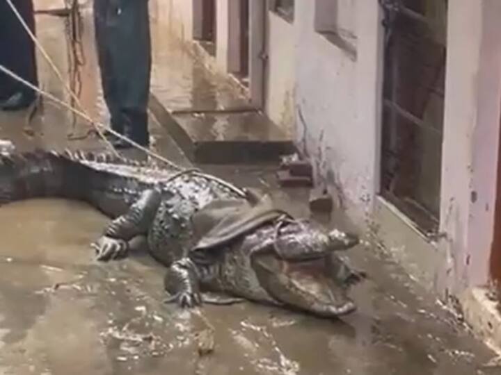 MP News Crocodile enter in colony of Shivpuri after heavy rain forest Department team rescued ANN Shivpuri News: भारी बारिश के बाद  शिवपुरी की कॉलोनी में घुसा मगरमच्छ, रेस्क्यू टीम ने कड़ी मशक्कत के बाद पकड़ा