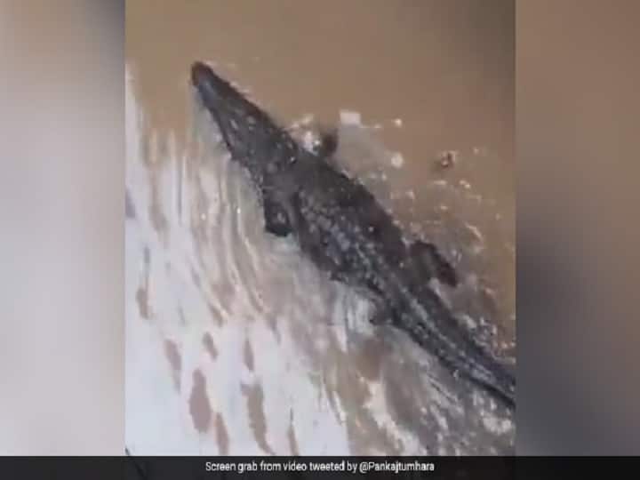 Lion vs Crocodile Fight Video: Lion went into water to hunt but sudden herd of crocodiles attacked Lion vs Crocodile : સિંહ અને મગરમચ્છના ઝૂંડનો શ્વાસ અદ્ધર કરી દેતો વીડિયો વાયરલ