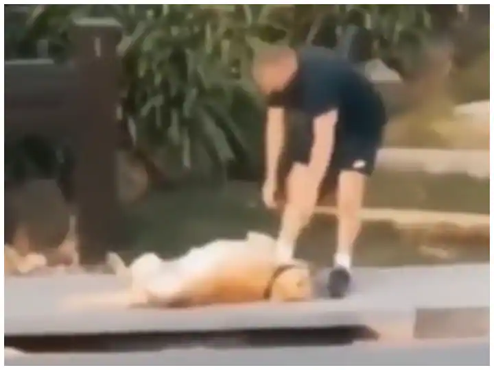 Viral Video : ਗੁੱਸੇ 'ਚ ਫੁੱਟਪਾਥ 'ਤੇ ਪਿਆ ਪਾਲਤੂ ਕੁੱਤਾ, ਦੇਖ ਕੇ ਹੱਸ-ਹੱਸ ਕਮਲੇ ਹੋ ਜਾਓਗੇ
