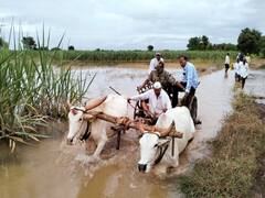 Photo:शेतात जाण्यासाठी रस्ताच नसल्याने तहसीलदारांचे बैलगाडीतून पंचनामे