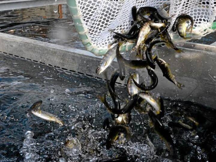 Chlorine exposure appears to be cause of death of 21000 fishes at UC Davis research center ஆய்வில் ஏற்பட்ட தவறால் 21,000 மீன்கள் உயிரிழந்த சம்பவம்… குளோரின் வெளிப்பாடு காரணமென கலிபோர்னியா பல்கலை. தகவல்!