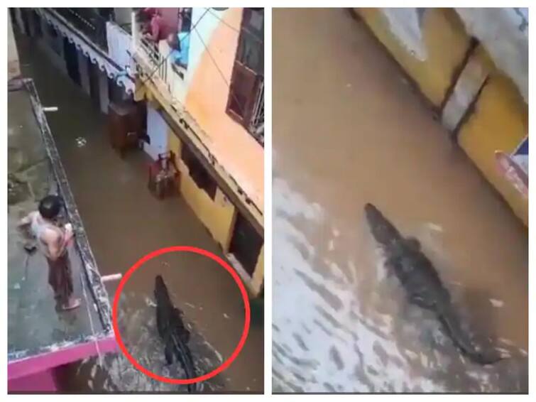 A crocodile entered the resident colony during the rain in Madhya Pradesh you will be amazed by the video see viral video Video : पावसाच्या पुरात रहिवासी कॉलनीत शिरली मगर, व्हिडीओ पाहून थक्क व्हाल 