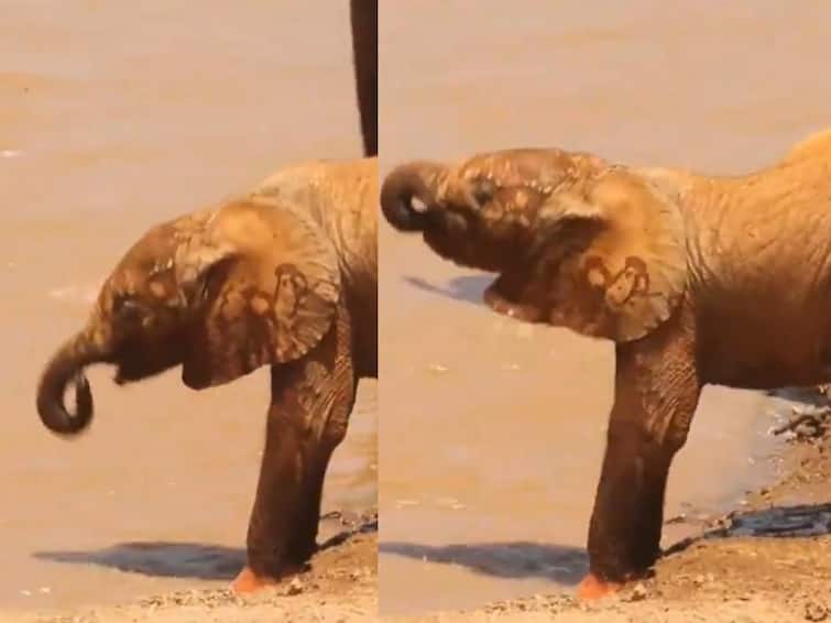 baby elephant learns to use its trunk and drink water video goes viral Watch Video: தும்பிக்கையை இப்படித்தான் யூஸ் பண்ணனும்.... லைக்ஸ் அள்ளும் யானைக்குட்டி..