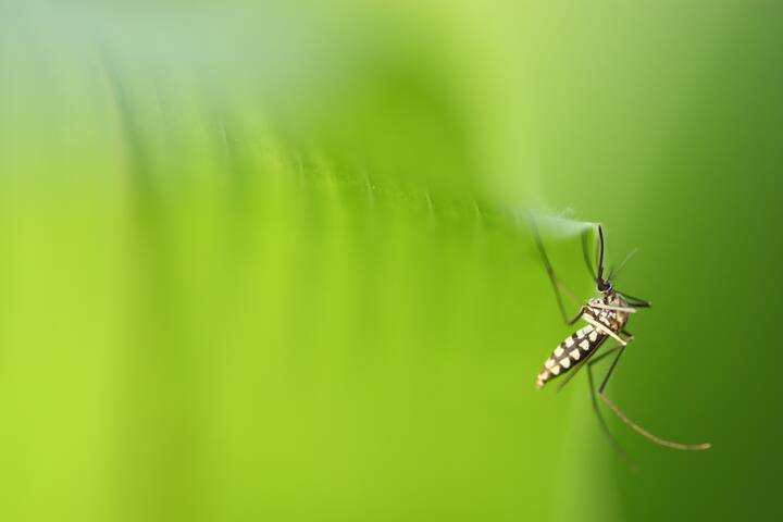 ডেঙ্গির মশার হাত থেকে বাঁচতে কী করবেন? স্বাস্থ্য দফতর বলছে, বাংলার গ্রামীণ এলাকার ১৬টি ব্লকের ডেঙ্গি পরিস্থিতি বেশ উদ্বেগের।