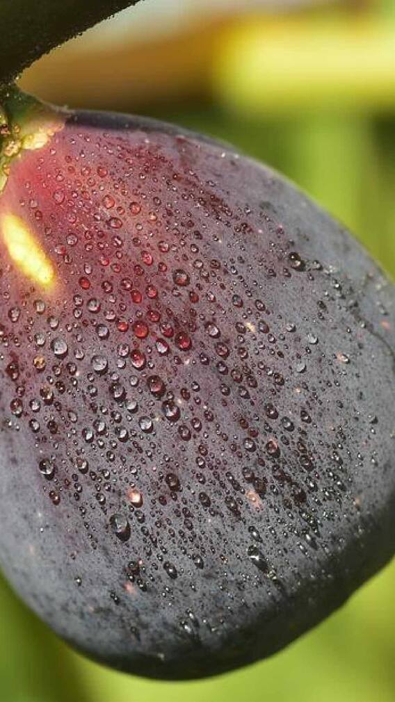 हेल्थ टिप्स: जानिए सूखे अंजीर के फायदे