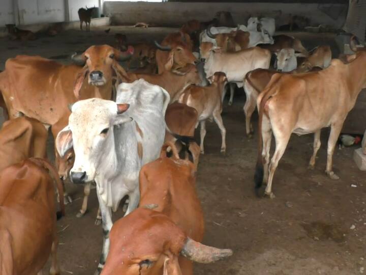 up news Minister Dharampal Singh said ban on import of cattle from border states due to Lumpi virus UP News: लंपी वायरस की वजह से सीमावर्ती राज्यों से पशु आयात पर लगी रोक, मंत्री धर्मपाल सिंह ने दी ये जानकारी
