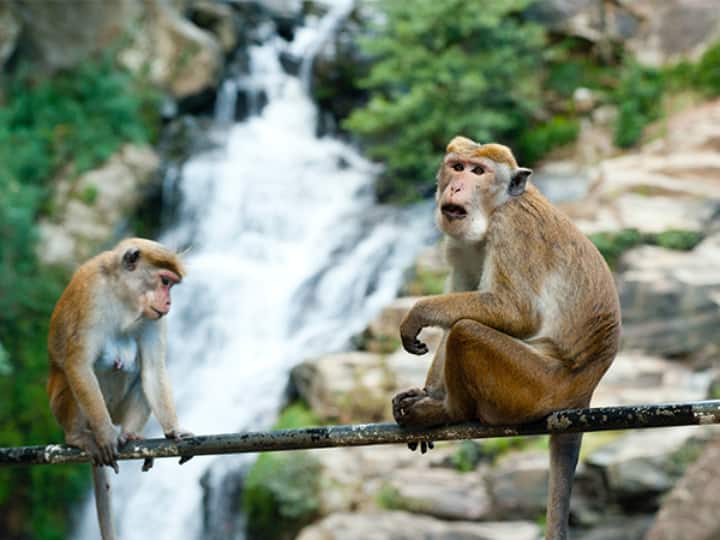 Scientist and professor reveals female Capuchin monkey live longer with their female companions कैपुचिन बंदरिया की  Female Monkey के साथ रहने से बढ़ती है उम्र, स्टडी में खुलासा