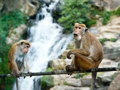कैपुचिन बंदरिया की Female Monkey के साथ रहने से बढ़ती है उम्र, स्टडी में खुलासा