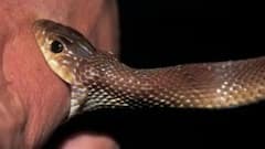 Weird News: ਦੋ ਸਾਲ ਦੀ ਬੱਚੀ ਨੂੰ ਸੱਪ ਨੇ ਡੰਗਿਆ, ਬੱਚੀ ਨੇ ਦੰਦਾਂ ਨਾਲ ਕੀਤੇ ਦੋ ਟੁਕੜੇ