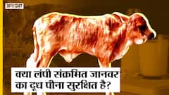 Lampi Virus in Cow: क्या लंपी संक्रमित जानवर का दूध पीना सुरक्षित है?