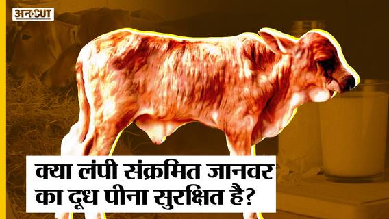Lampi Virus in Cow: क्या लंपी संक्रमित जानवर का दूध पीना सुरक्षित है?