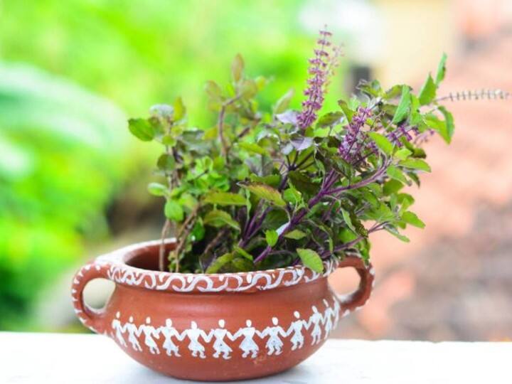 तुलसी पत्र न तोड़ें - श्रीकृष्ण भगवान विष्णु का अवतार है. श्रीहरि की तरह तुलसी को कृष्ण प्रिया माना जाता है. जन्माष्टमी के दिन तलुसी तोड़ना अशुभ माना जाता है. श्रीकृष्ण जयंती पर कान्हा को भोग में तुलसी डालकर अर्पित करें, इसके लिए एक दिन पहले ही तुलसी की पत्तियां तोड़ लें.