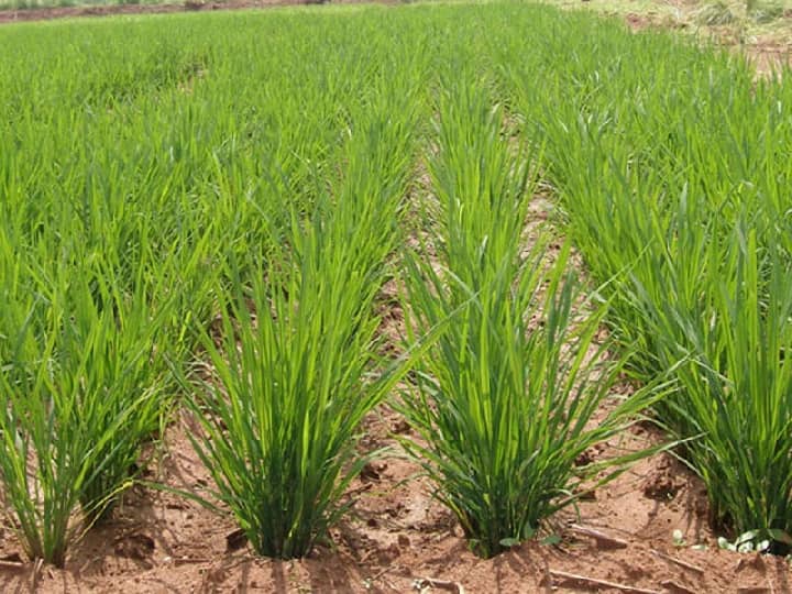 Paddy Crop Management: कम पानी के कारण नहीं हुई धान की ग्रोथ, बिना देरी किये अपनायें ये तरीके Paddy crop did not grow due to less water than adopt these methods without delay Paddy Crop Management: कम पानी के कारण नहीं हुई धान की ग्रोथ, बिना देरी किये अपनायें ये तरीके
