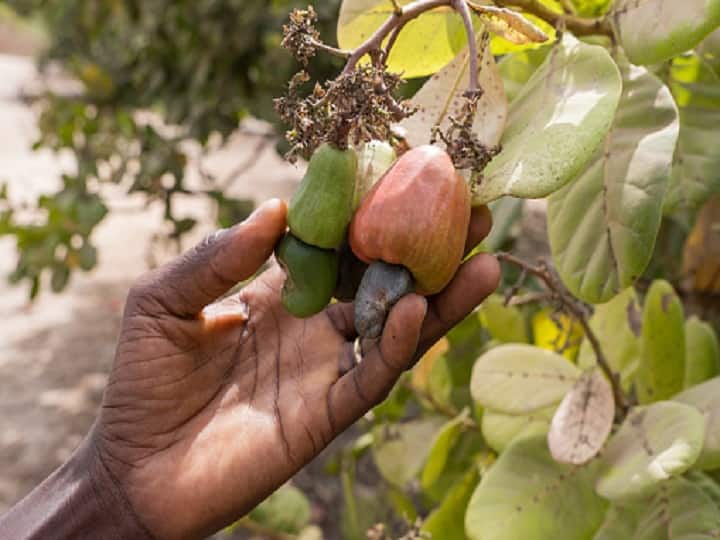 Cashew Farming: काजू की खेती से बदल सकती है किसानों की जिंदगी, लोग कहते हैं मुनाफे वाली खेती