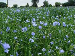 ये फसलें कम बारिश में भी बंपर पैदावार देती हैं, किसानों को हो सकता है ज्यादा फायदा