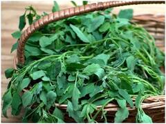 Health: सेहत के लिए लाभदायक और स्वाद में बेहतरीन, बथुआ के फायदे जानकर हैरान हो जाएंगे आप