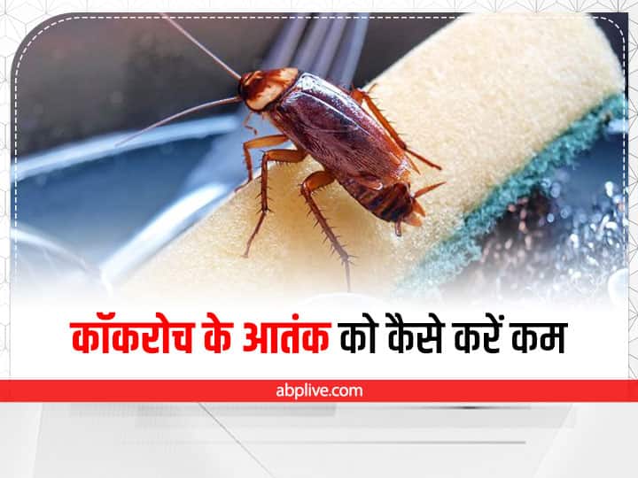 How To Get Rid Of Cockroaches In Hindi